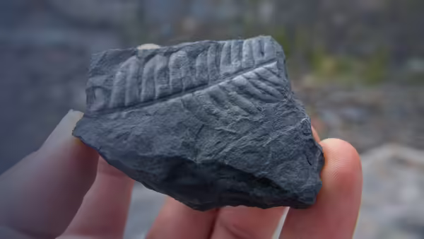 person holding fossil