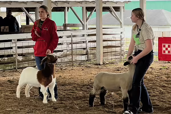 two ladies showing a goat and ewe