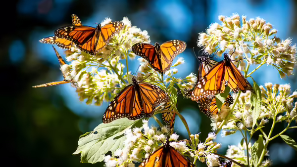 Multiple Monarch butterflies are resting on a plant with white blossoms.
