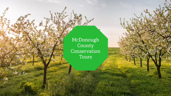 Rows of trees in bloom.