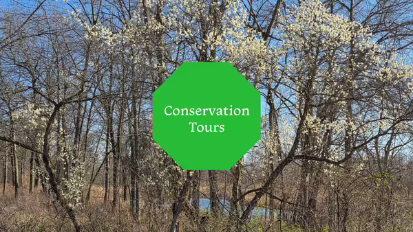Wild plum trees are blooming in the forest at Owsley Wildlands.