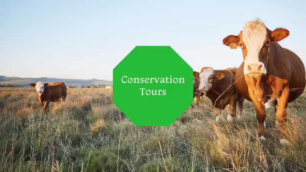 Beef cattle standing in a grassy field.