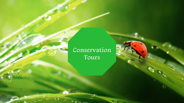 A ladybug crawling on a dew covered grass stalk.