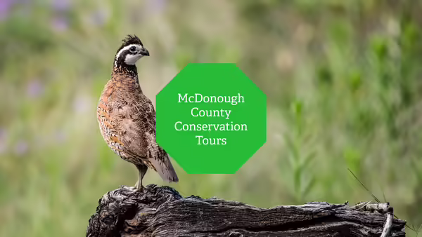 A bobwhite quail standing on a tree stump in the middle of a field of grass.