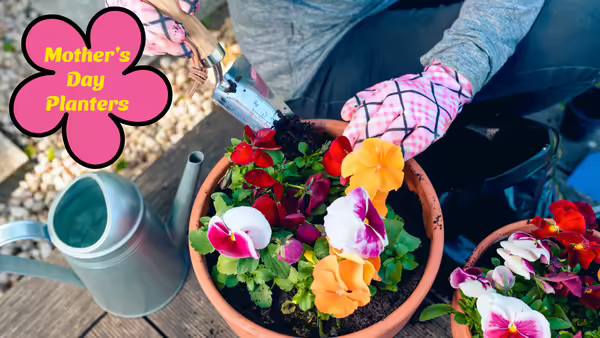 Planting flowers in a pot 