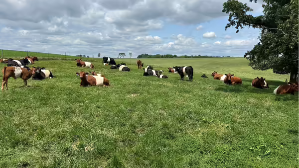 calves laying and grazing in pasture