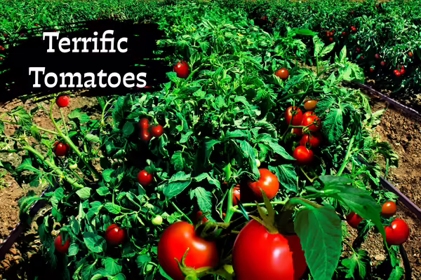 Tomatoes growing on tomato plants