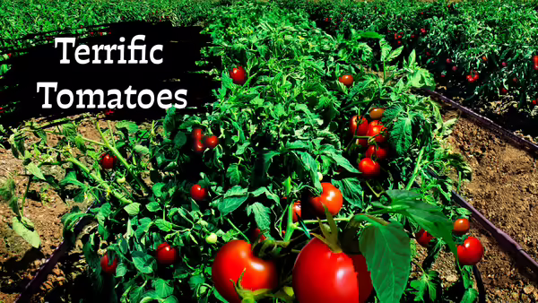Tomatoes growing on tomato plants
