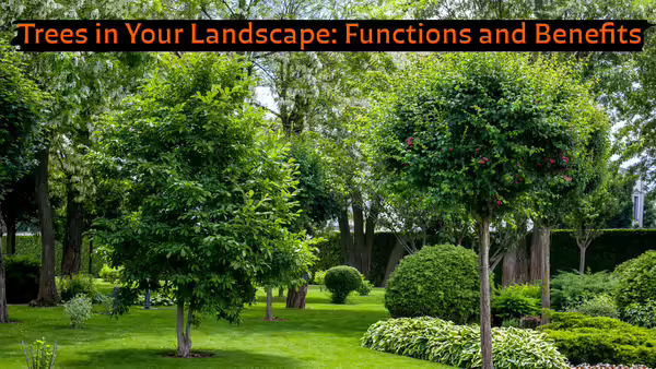 Trees in yard landscape