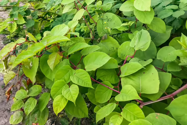 A green bush.