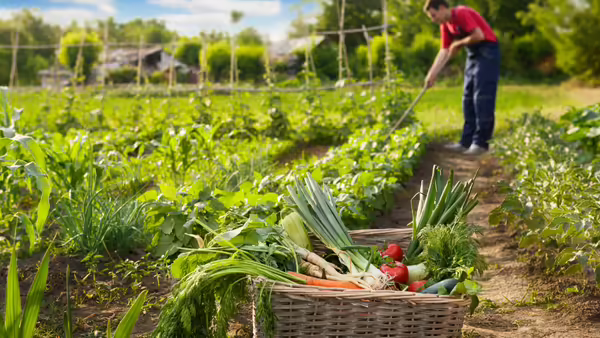 A person harvesting vegetables from their garden 