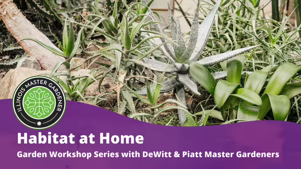 Habitat at Home: Garden Workshop Series with DeWitt & Piatt Master Gardeners text overlaying a purple background with Cacti and succulents pictured