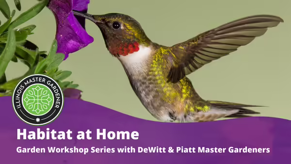 Habitat at Home: Garden Workshop Series with DeWitt & Piatt Master Gardeners text overlaying a purple background with a hummingbird pictured 