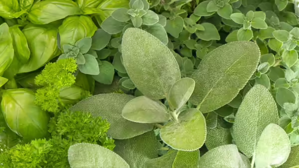 A variety of green herbs sitting on display.