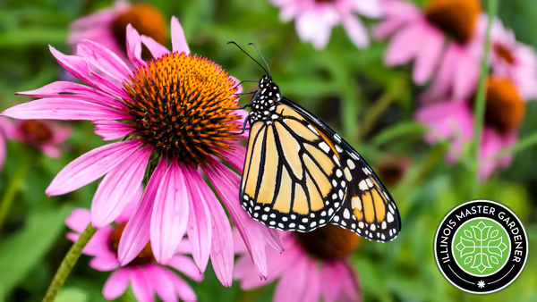 A monarch butterfly on a purple cone flower. Master Gardener logo in bottom right corner.