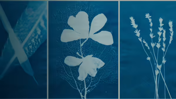 cyanotype print of flowers