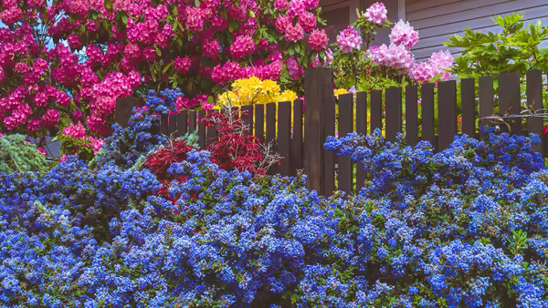 pink yellow purple flowers at a home