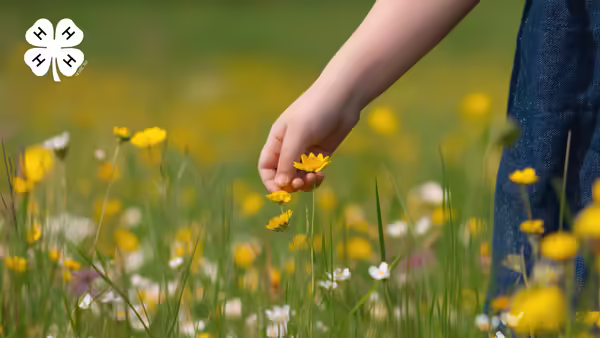 A person picking a yellow wildflower from a field. A white 4-H logo in the upper left corner.