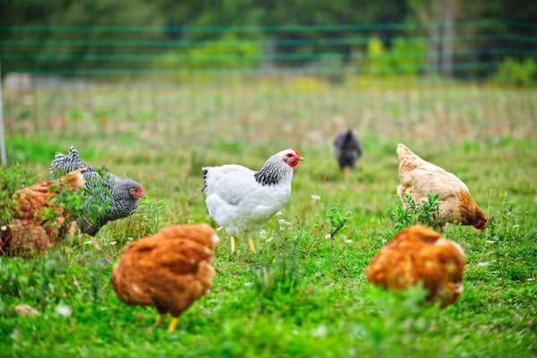 Brown, white, and black chickens grazing in a fenced area.
