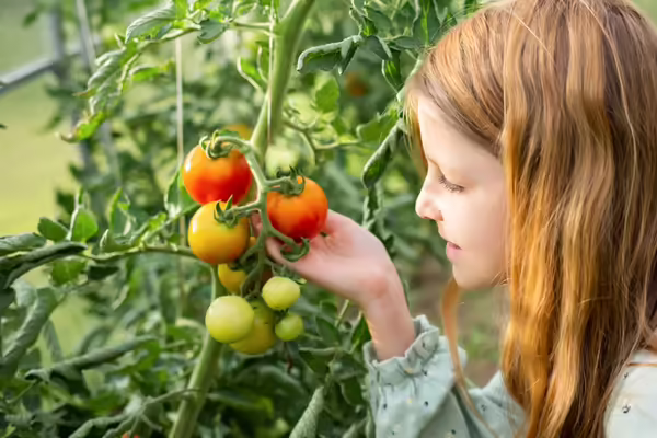 A girl with red hair picks a ripe tomato.