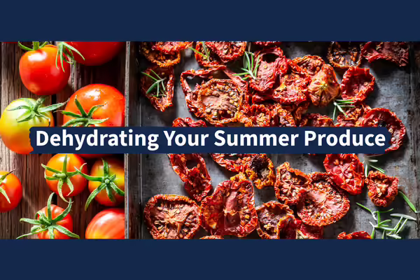 Fresh tomatoes and dehydrated tomatoes on a tray