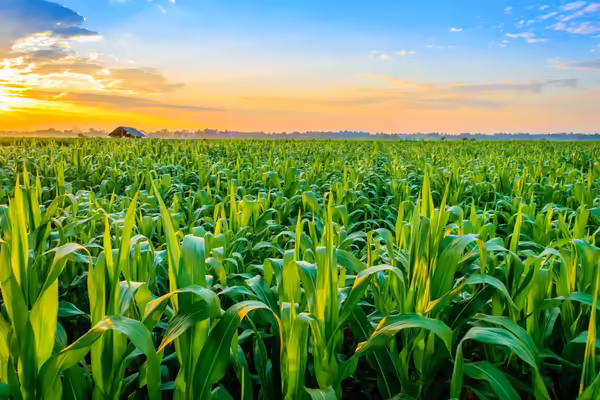 sunrise over a corn field