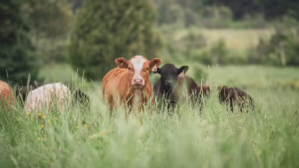 A small herd of beef cattle stand in tall grass in a pasture