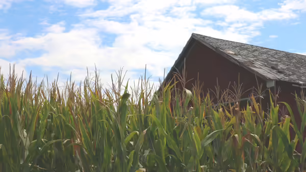 A red barn next to a field of corn under the blue sky.