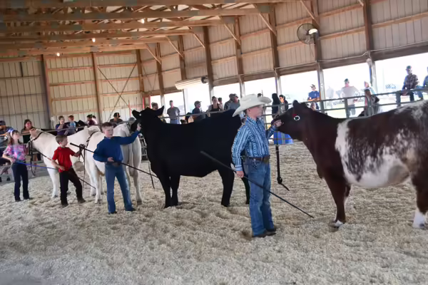 Henry County 4-H members showing beef in the ring