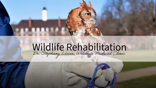 rescued owl perched on handlers gloved hand