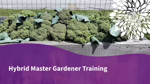 Fresh produce. Hybrid Master Gardener Training
