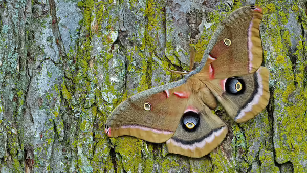 A brown moth laying on a tree trunk.