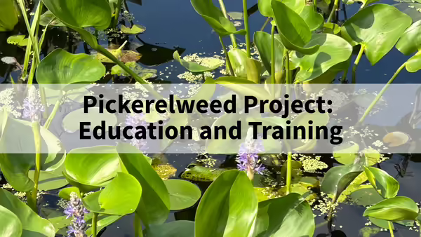Pickerelweed Project