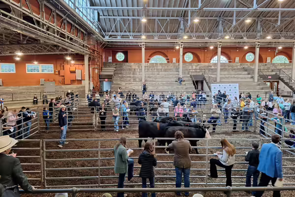 Aerial view of the judging arena filled with youth and animals.