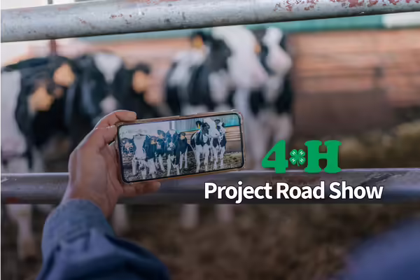 person using their phone to take photos of black and white dairy calves