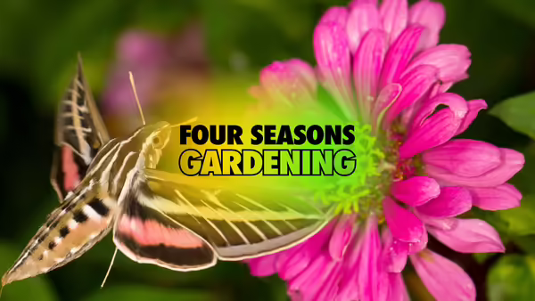 A hummingbird moth collects nectar from a pink zinnia flower with centered text overlay saying Four Seasons Gardening. 