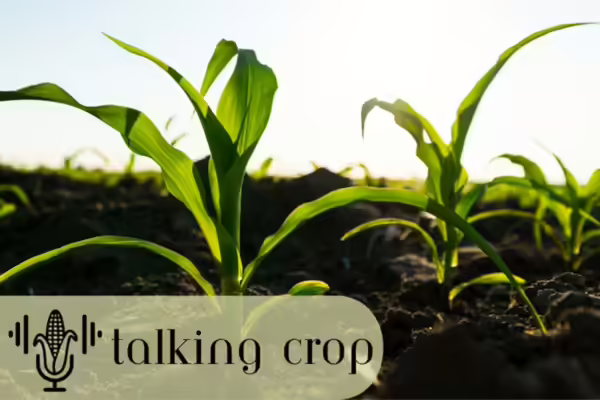 Corn growing in field