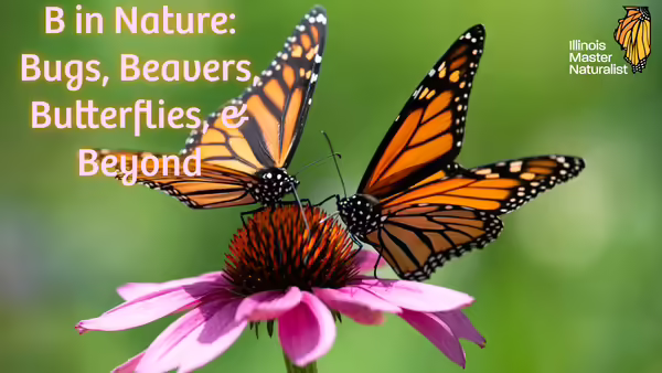 Two monarch butterflies on top of a flower and the Illinois Master Naturalist logo along with the text "B in Nature: Bugs, Beavers, Butterflies, & Beyond"