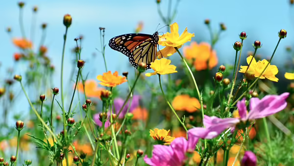 A monarch butterfly rests on a wild flower that is yellow. 