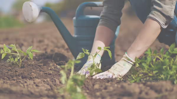 gloved hands planting a small plant next to a watering can