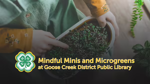 Mindful Minis and Microgreens at Goose Creek District Public Library text overlaying a picture of a youth member touching microgreens