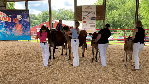 Rock Island County 4-H youth showing dairy cattle at the fair