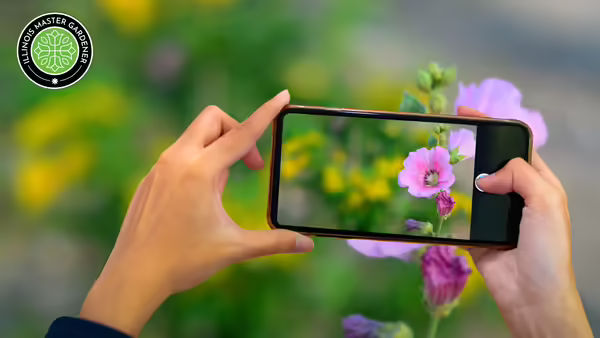 A person holding a cellphone to take a close-up photo of a pink flower.