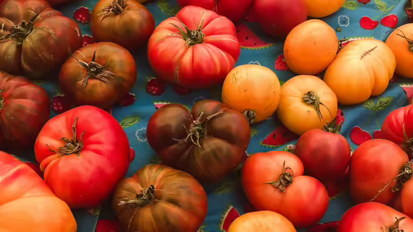 Variety of tomatoes