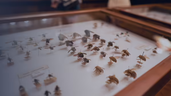 insect collection