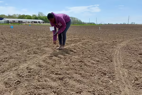 a woman planting flags in a dirt field