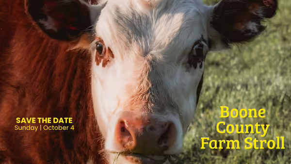 brown cow with white face looking at camera eating grass