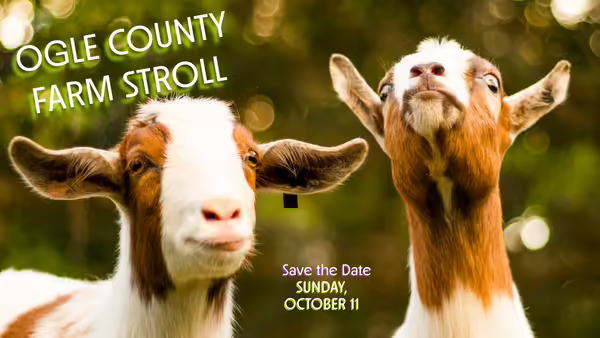 Two brown and white goats
