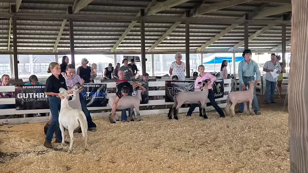 Mercer County 4-H members showing sheep