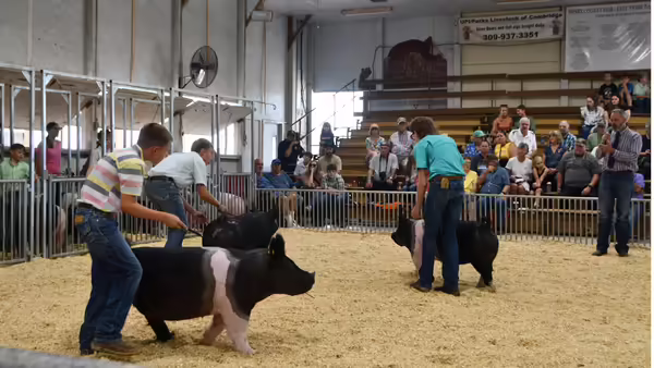 Henry County 4-H members showing swine at the fair